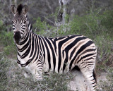 EQUID - ZEBRA - BURCHELL'S ZEBRA - IMFOLOZI NATIONAL PARK SOUTH AFRICA (29).JPG
