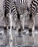 EQUID - ZEBRA - BURCHELL'S ZEBRA - IMFOLOZI NATIONAL PARK SOUTH AFRICA (34).JPG