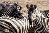 EQUID - ZEBRA - BURCHELL'S ZEBRA - KRUGER NATIONAL PARK SOUTH AFRICA (7).JPG