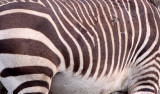 EQUID - ZEBRA - MOUNTAIN ZEBRA - CAPE MOUNTAIN ZEBRA - DE HOOP RESERVE SOUTH AFRICA (21).JPG