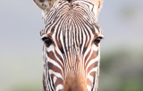 EQUID - ZEBRA - MOUNTAIN ZEBRA - CAPE MOUNTAIN ZEBRA - DE HOOP RESERVE SOUTH AFRICA (3).JPG