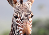 EQUID - ZEBRA - MOUNTAIN ZEBRA - CAPE MOUNTAIN ZEBRA - DE HOOP RESERVE SOUTH AFRICA (4).JPG
