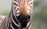 EQUID - ZEBRA - MOUNTAIN ZEBRA - CAPE MOUNTAIN ZEBRA - DE HOOP RESERVE SOUTH AFRICA (8).JPG