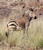 EQUID - ZEBRA - MOUNTAIN ZEBRA - HARTMANN'S MOUNTAIN ZEBRA - DAMARALAND NAMIBIA (20).JPG