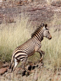 EQUID - ZEBRA - MOUNTAIN ZEBRA - HARTMANN'S MOUNTAIN ZEBRA - DAMARALAND NAMIBIA (30).JPG