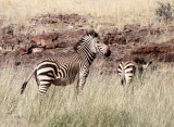 EQUID - ZEBRA - MOUNTAIN ZEBRA - HARTMANN'S MOUNTAIN ZEBRA - DAMARALAND, NAMIBIA (6).JPG