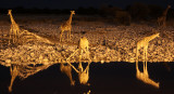 GIRAFFE - ANGOLAN GIRAFFE - AT NIGHT AT WATERHOLE - ETOSHA NATIONAL PARK NAMIBIA (7).JPG