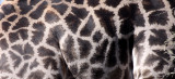 GIRAFFE - ANGOLAN GIRAFFE - CHOBE NATIONAL PARK BOTSWANA (13).JPG