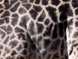GIRAFFE - ANGOLAN GIRAFFE - CHOBE NATIONAL PARK BOTSWANA (14).JPG