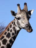 GIRAFFE - ANGOLAN GIRAFFE - CHOBE NATIONAL PARK BOTSWANA (6).JPG