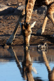GIRAFFE - ANGOLAN GIRAFFE - ETOSHA NATIONAL PARK NAMIBIA (10).JPG