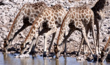 GIRAFFE - ANGOLAN GIRAFFE - ETOSHA NATIONAL PARK NAMIBIA (19).JPG