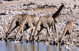 GIRAFFE - ANGOLAN GIRAFFE - ETOSHA NATIONAL PARK NAMIBIA (26).JPG