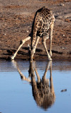 GIRAFFE - ANGOLAN GIRAFFE - ETOSHA NATIONAL PARK NAMIBIA (7).JPG