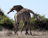 GIRAFFE - ANGOLAN GIRAFFE - FIGHTING IN CHOBE - CHOBE NATIONAL PARK BOTSWANA (11).JPG