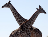 GIRAFFE - ANGOLAN GIRAFFE - FIGHTING IN CHOBE - CHOBE NATIONAL PARK BOTSWANA (17).JPG