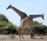 GIRAFFE - ANGOLAN GIRAFFE - FIGHTING IN CHOBE - CHOBE NATIONAL PARK BOTSWANA.JPG