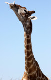 GIRAFFE - ANGOLAN GIRAFFE - SUCKING ON A BONE - ETOSHA NATIONAL PARK NAMIBIA (3).JPG