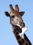 GIRAFFE - ANGOLAN GIRAFFE - SUCKING ON A BONE - ETOSHA NATIONAL PARK NAMIBIA (7).JPG