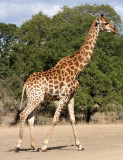 GIRAFFE - SOUTHERN AFRICAN GIRAFFE - KRUGER NATIONAL PARK SOUTH AFRICA (21).JPG
