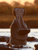 HIPPO - CHOBE NATIONAL PARK BOTSWANA (11).JPG