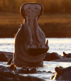 HIPPO - CHOBE NATIONAL PARK BOTSWANA (12).JPG