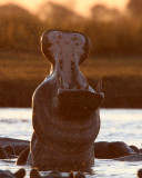 HIPPO - CHOBE NATIONAL PARK BOTSWANA (9).JPG