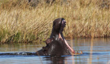 HIPPO - KHWAI CAMP OKAVANGO BOTSWANA (17).JPG