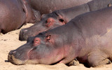 HIPPO - KRUGER NATIONAL PARK SOUTH AFRICA (2).JPG