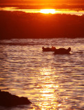 HIPPO - SUNSET CRUISE ON THE CHOBE - CHOBE NATIONAL PARK BOTSWANA (34).JPG
