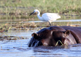 HIPPO - WITH LITTLE EGRET - CHOBE NATIONAL PARK BOTSWANA (3).JPG