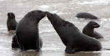 PINNIPED - SEA LION - CAPE FUR SEAL - CAPE CROSS NAMIBIA (14).JPG