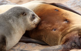 PINNIPED - SEA LION - CAPE FUR SEAL - CAPE CROSS NAMIBIA (2).JPG