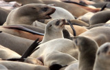 PINNIPED - SEA LION - CAPE FUR SEAL - CAPE CROSS NAMIBIA (21).JPG