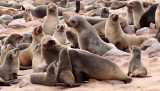 PINNIPED - SEA LION - CAPE FUR SEAL - CAPE CROSS, NAMIBIA (23).JPG
