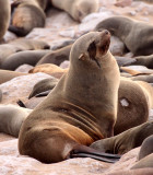 PINNIPED - SEA LION - CAPE FUR SEAL - CAPE CROSS, NAMIBIA (3).JPG