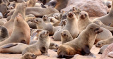 PINNIPED - SEA LION - CAPE FUR SEAL - CAPE CROSS, NAMIBIA (32).JPG
