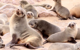 PINNIPED - SEA LION - CAPE FUR SEAL - CAPE CROSS, NAMIBIA (34).JPG
