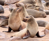 PINNIPED - SEA LION - CAPE FUR SEAL - CAPE CROSS, NAMIBIA (37).JPG