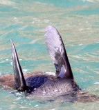 PINNIPED - SEA LION - CAPE FUR SEAL - PLETTENBERG BAY SOUTH AFRICA (49).JPG