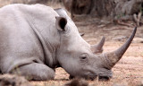 RHINO - WHITE RHINO - IMFOLOZI NATIONAL PARK SOUTH AFRICA (12).JPG