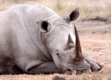RHINO - WHITE RHINO - IMFOLOZI NATIONAL PARK SOUTH AFRICA (26).JPG