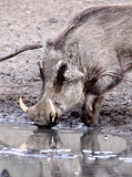 SUIDAE - WARTHOG - IMFOLOZI NATIONAL PARK SOUTH AFRICA (14).JPG