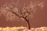 SOSSUSVLEI, NAMIB NAUKLUFT NATIONAL PARK, NAMIBIA - SESREIM VIEWS (12).JPG