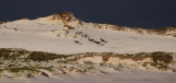 BOVID - BLESBOK - WEST COAST NATIONAL PARK SOUTH AFRICA (26).JPG