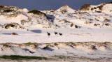 BOVID - BLESBOK - WEST COAST NATIONAL PARK SOUTH AFRICA (30).JPG