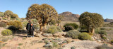 NAMAQUALAND - KOKERBOOM PLANT COMMUNITY - GOEGAP NATURE RESERVE SOUTH AFRICA (23).JPG