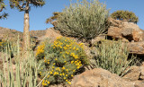 NAMAQUALAND - KOKERBOOM PLANT COMMUNITY - GOEGAP NATURE RESERVE SOUTH AFRICA (40).JPG