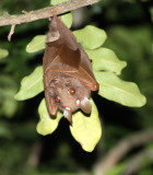 CHIROPTERA - WAHLBERG'S EPAULETTED BAT - SAINT LUCIA PRESERVE