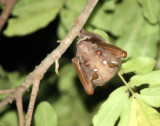 CHIROPTERA - WAHLBERG'S EPAULETTED BAT - SAINT LUCIA PRESERVE